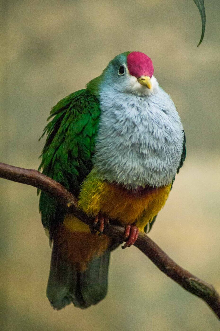 2016-09-18 - GrünerZoo Wuppertal