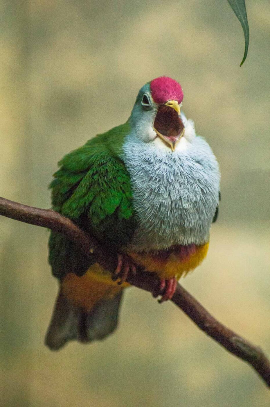 2016-09-18 - GrünerZoo Wuppertal