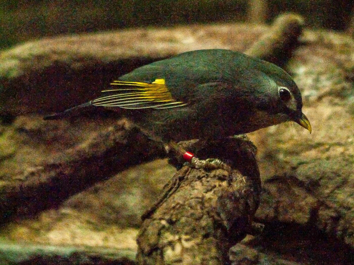2016-09-18 - GrünerZoo Wuppertal