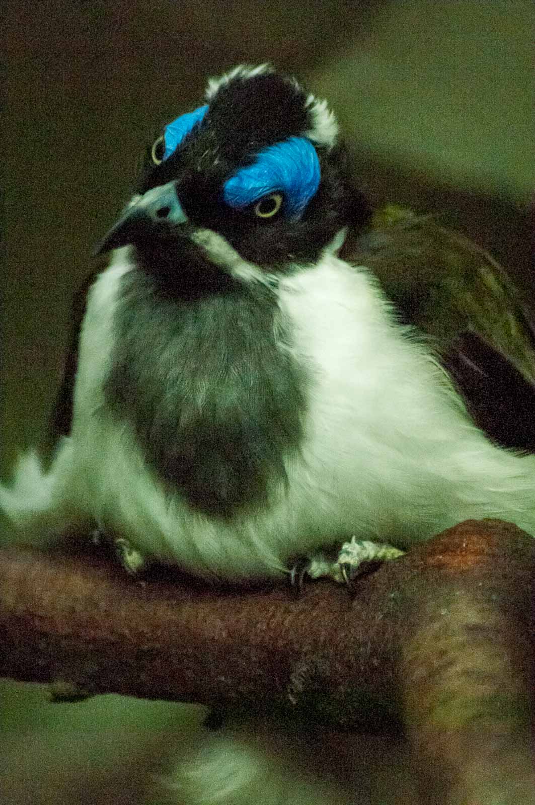 °blauohr honigfresser°