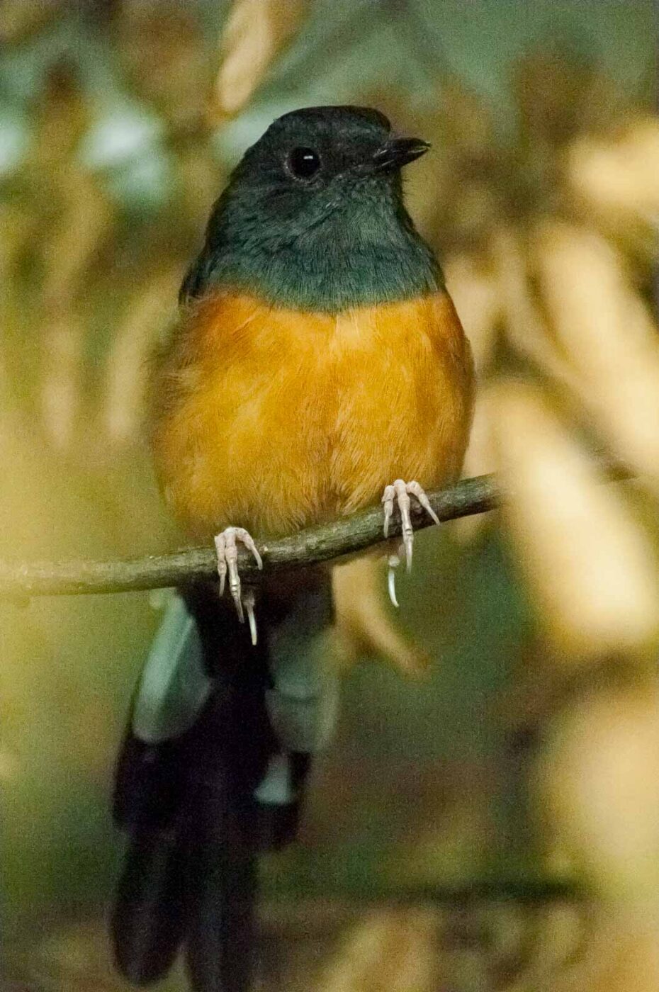 2016-09-18 - GrünerZoo Wuppertal
