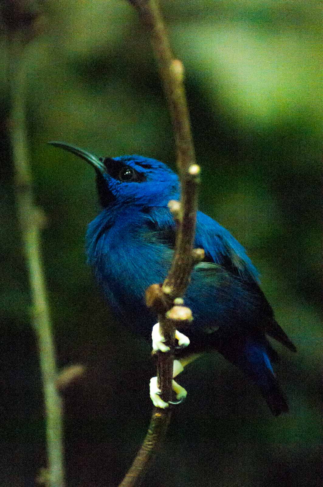 °azurnaschvogel°