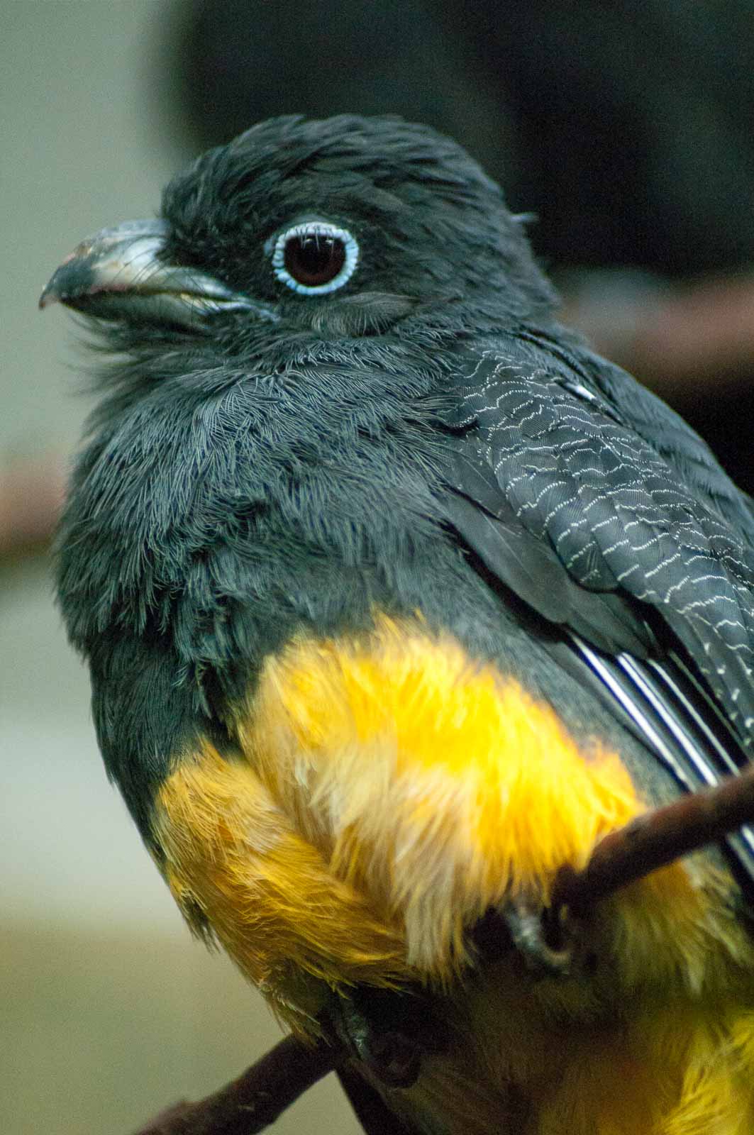 °weißschwanztrogon°