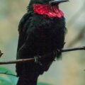 2016-09-18 - GrünerZoo Wuppertal