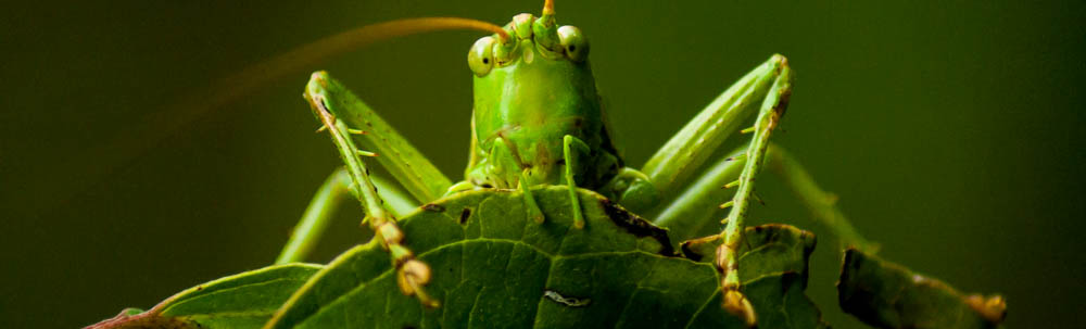 °heuschrecken°