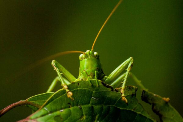 2016-09-23 - NSG Halde Pluto-Wilhelm HER-Wanne