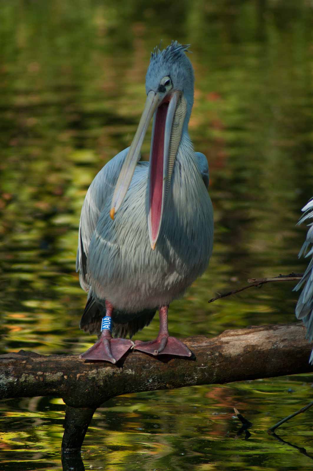 °zoo duisburg°
