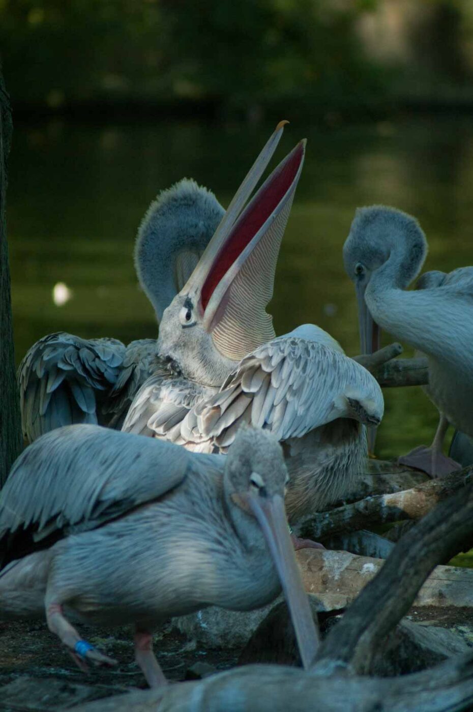 2016-10-05 - Zoo Duisburg