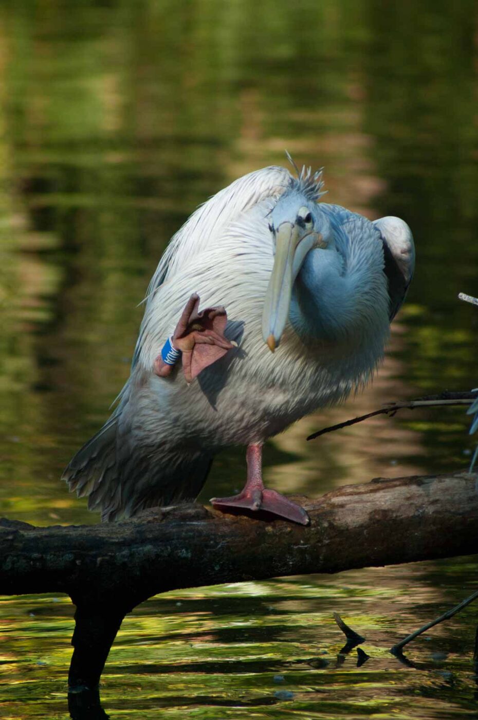2016-10-05 - Zoo Duisburg