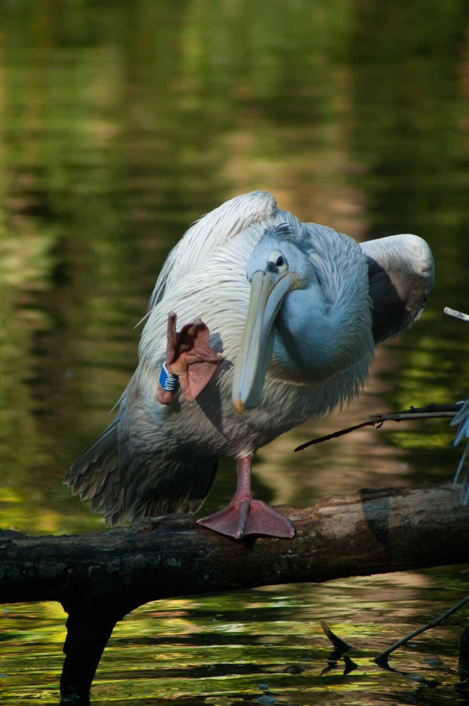 2016-10-05 - Zoo Duisburg