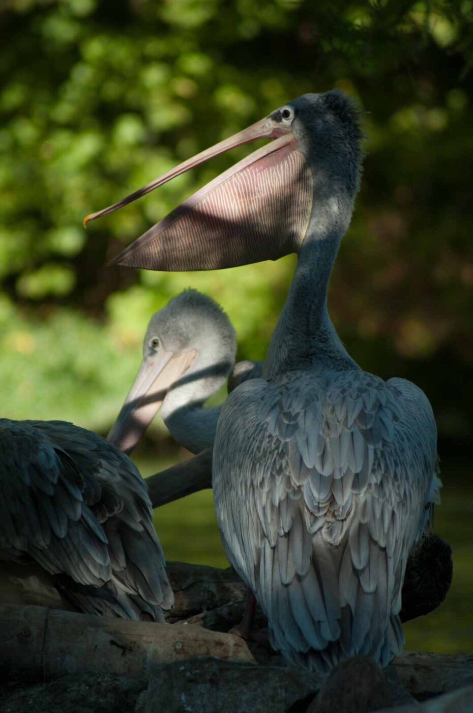 2016-10-05 - Zoo Duisburg