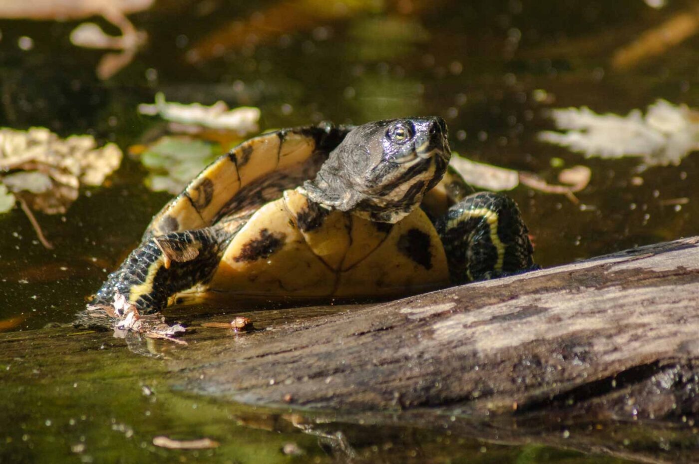 2016-10-05 - Zoo Duisburg