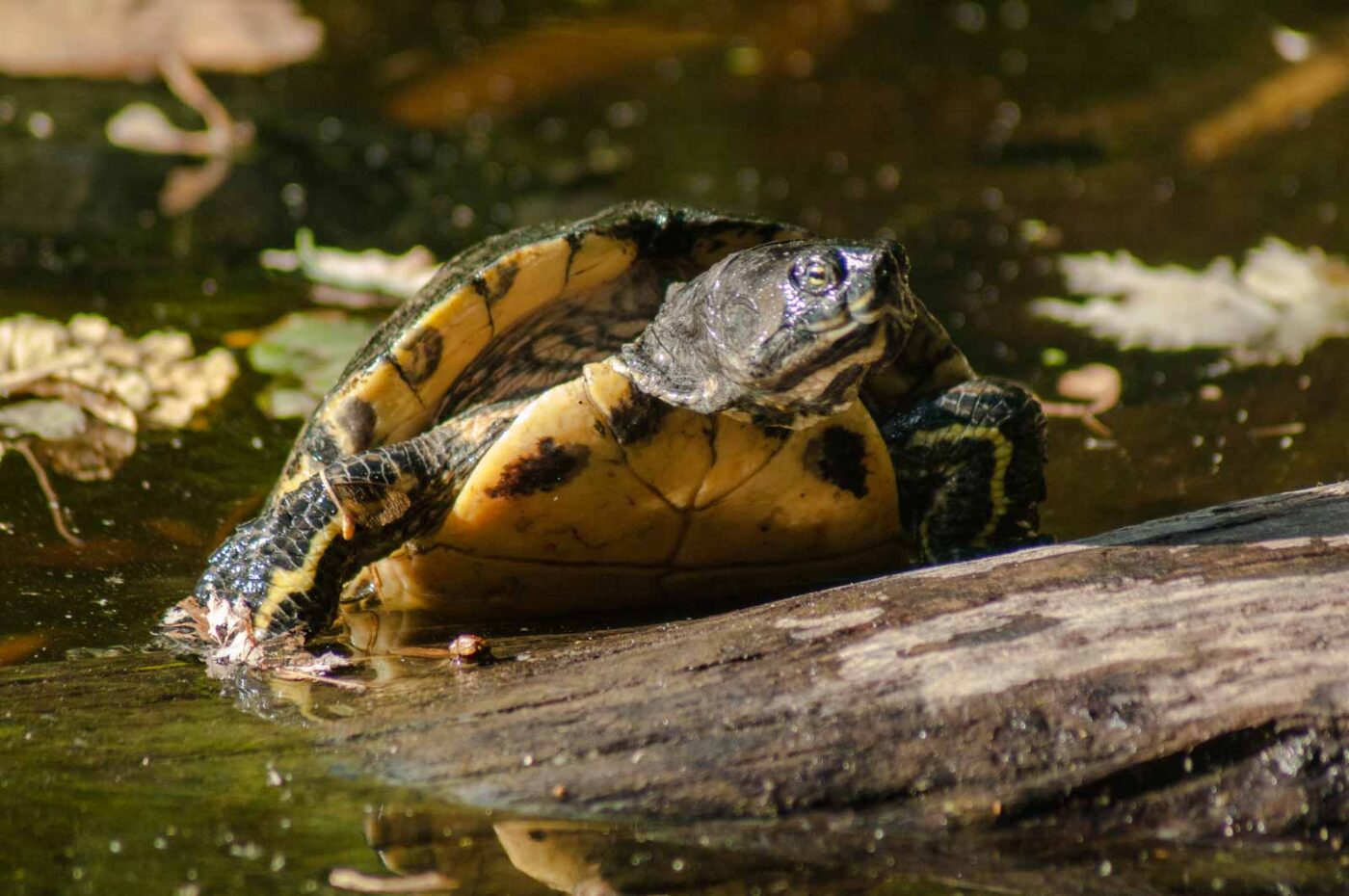 2016-10-05 - Zoo Duisburg