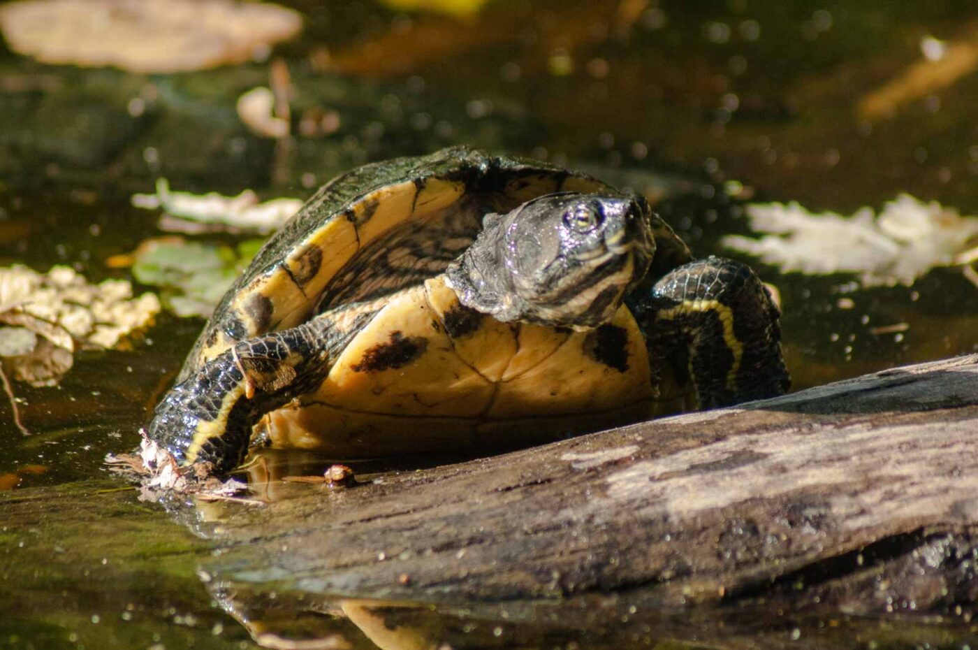 2016-10-05 - Zoo Duisburg