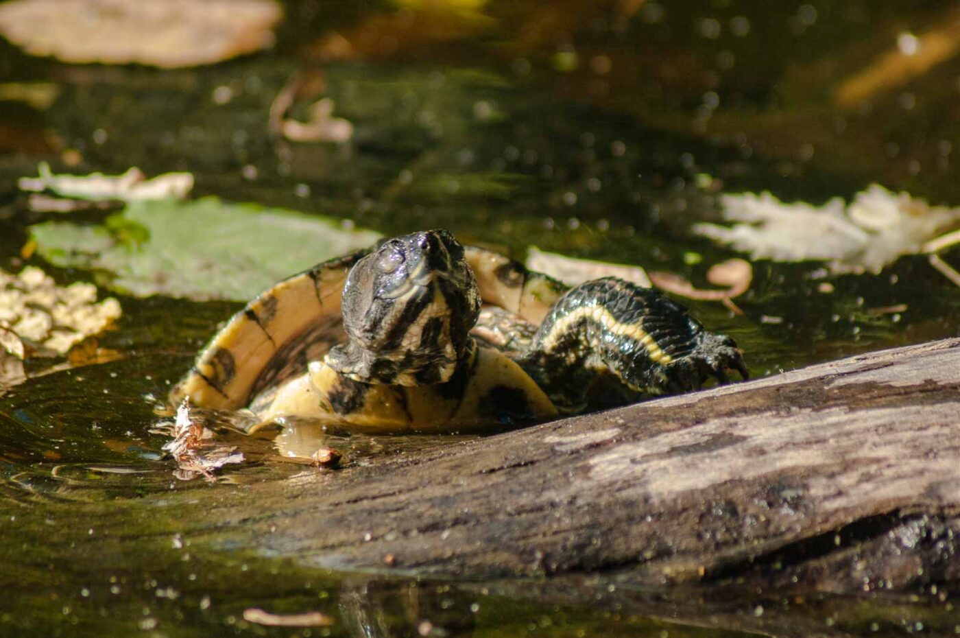2016-10-05 - Zoo Duisburg