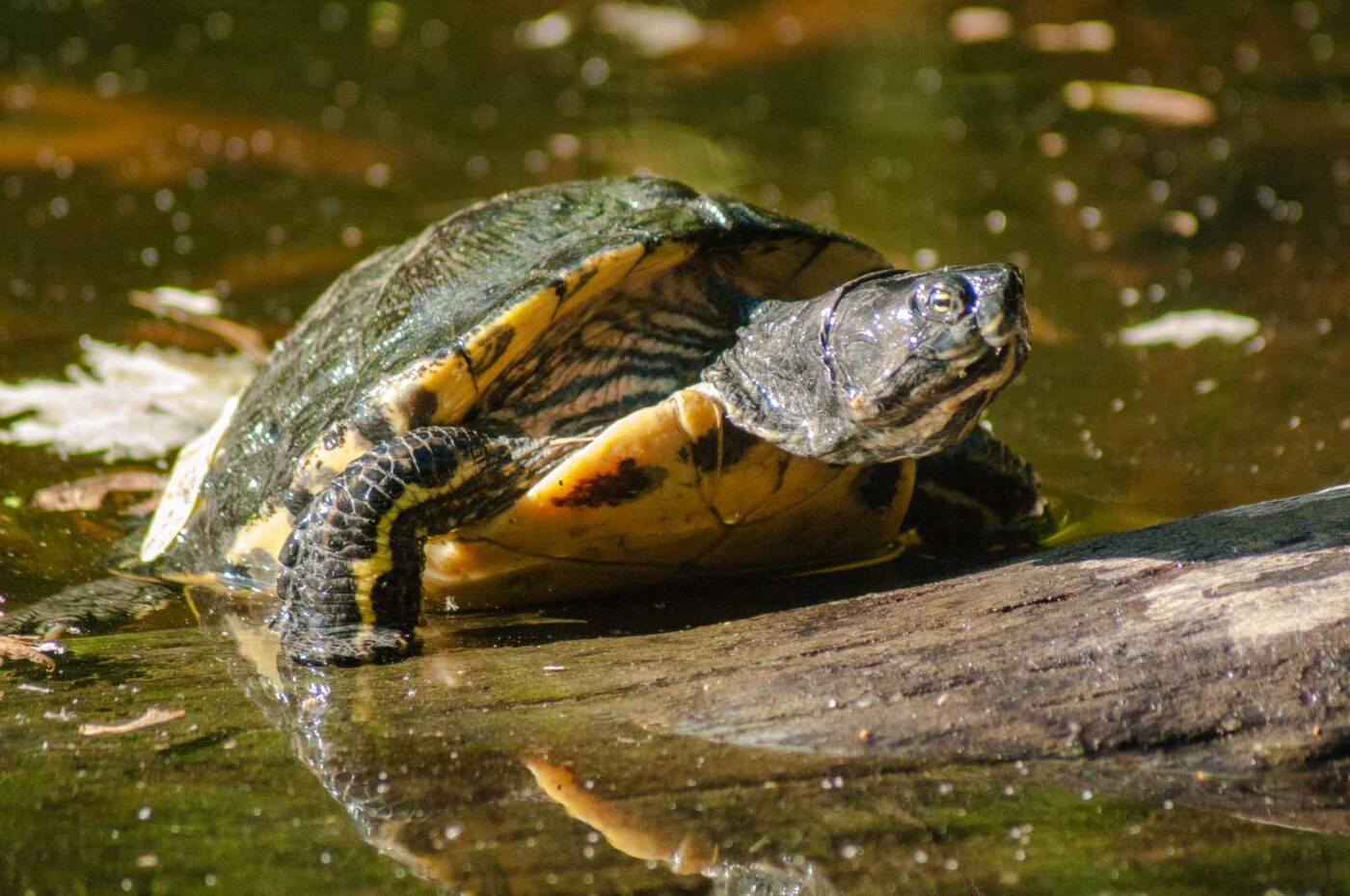 2016-10-05 - Zoo Duisburg