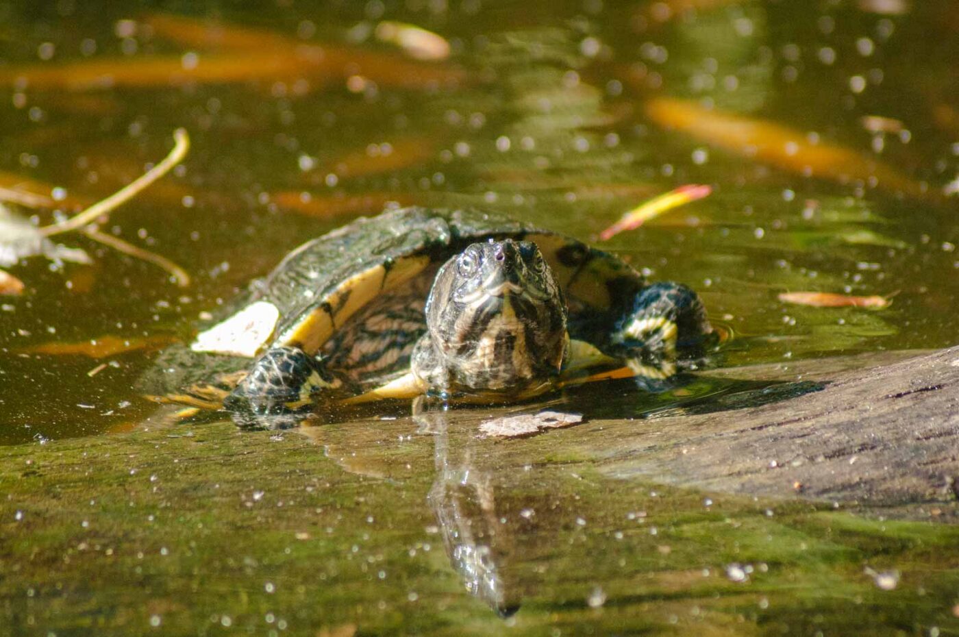 2016-10-05 - Zoo Duisburg