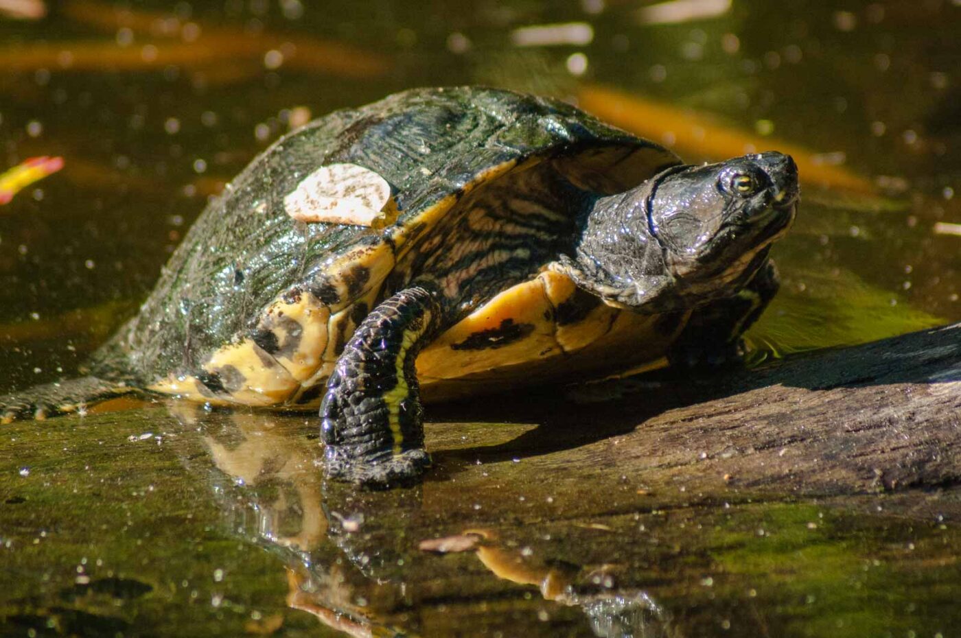 2016-10-05 - Zoo Duisburg