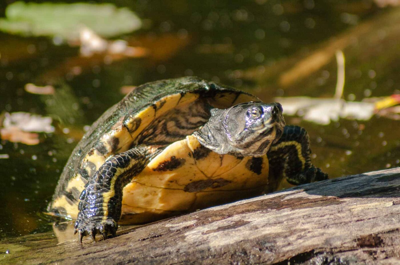2016-10-05 - Zoo Duisburg