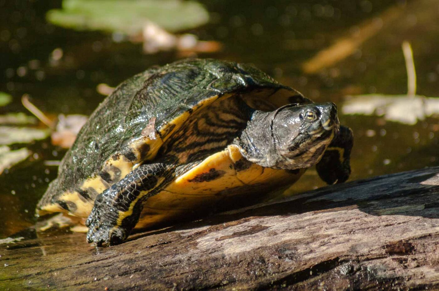 2016-10-05 - Zoo Duisburg