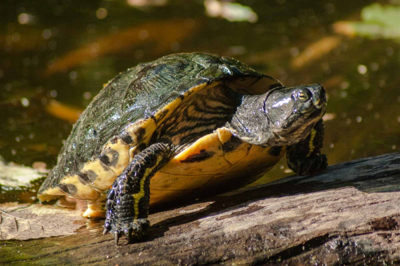 2016-10-05 - Zoo Duisburg
