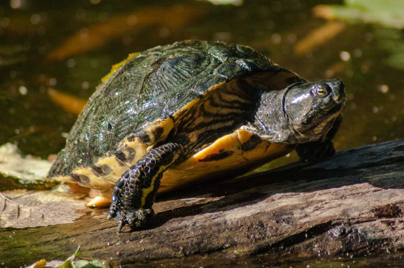 2016-10-05 - Zoo Duisburg