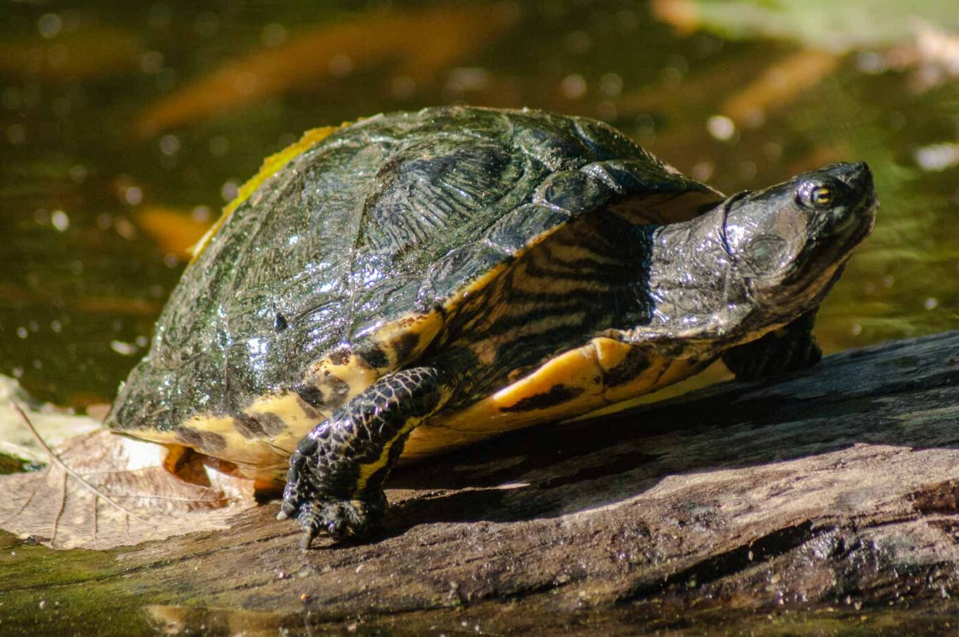 2016-10-05 - Zoo Duisburg
