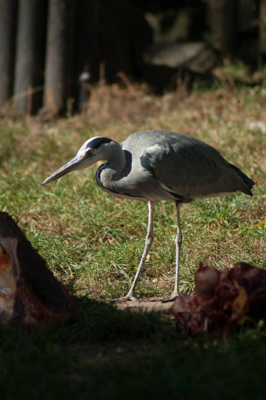 2016-10-05 - Zoo Duisburg
