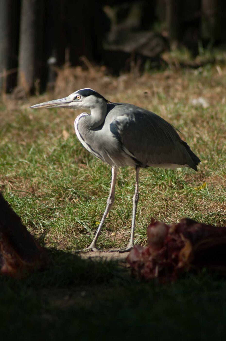 2016-10-05 - Zoo Duisburg