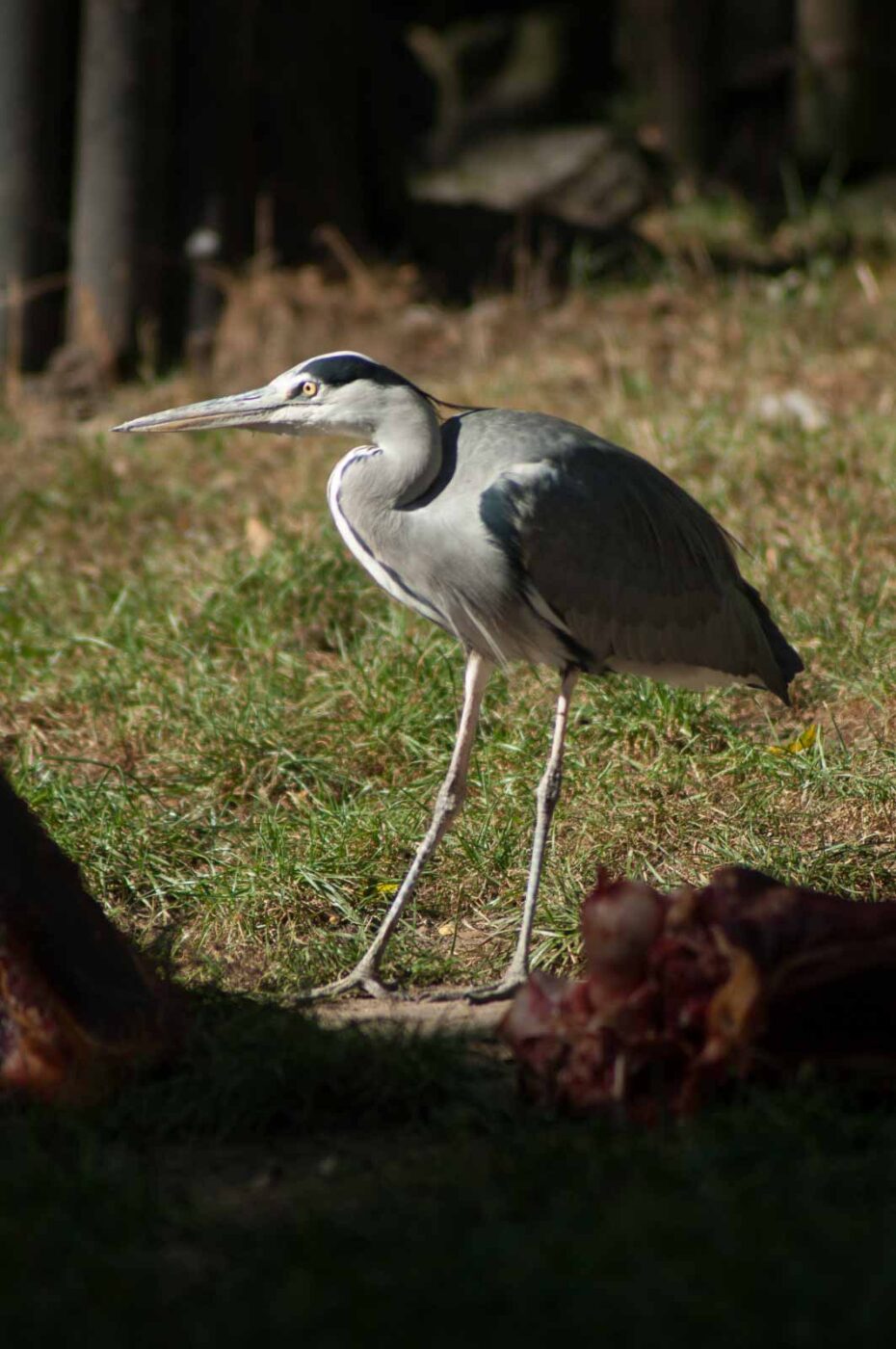 2016-10-05 - Zoo Duisburg