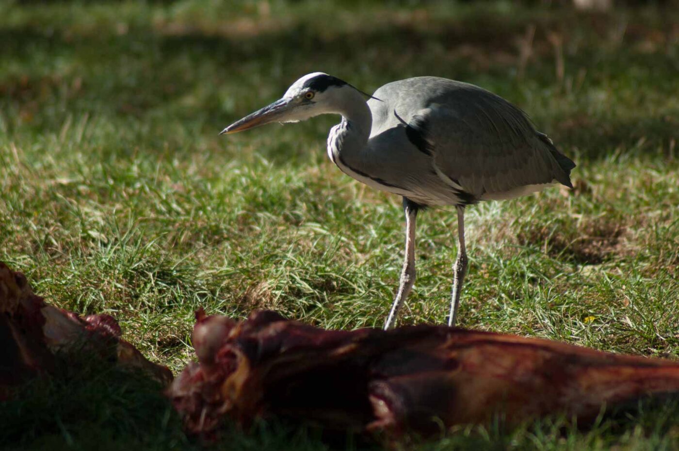 2016-10-05 - Zoo Duisburg
