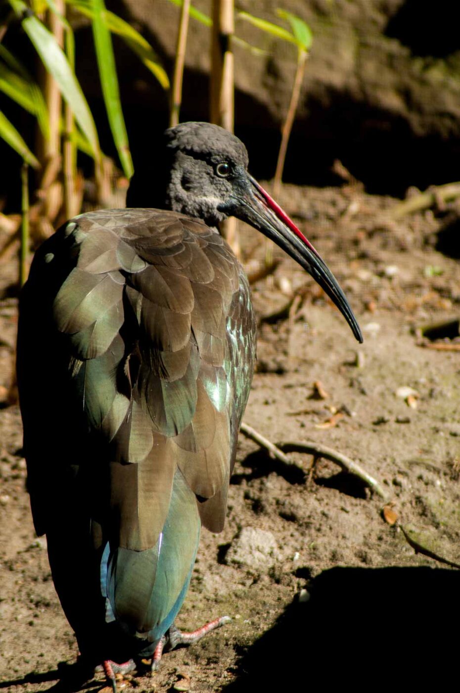 2016-10-05 - Zoo Duisburg