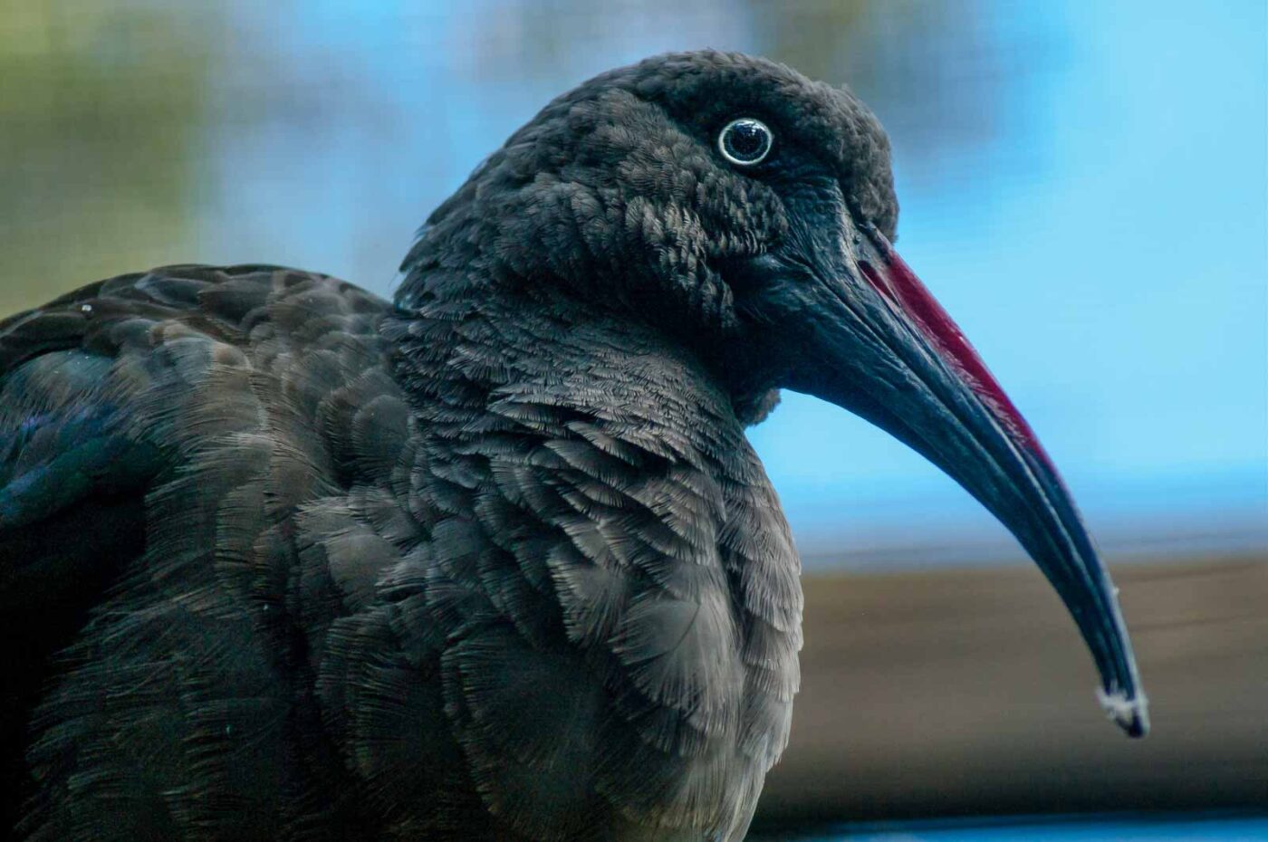 2016-10-05 - Zoo Duisburg