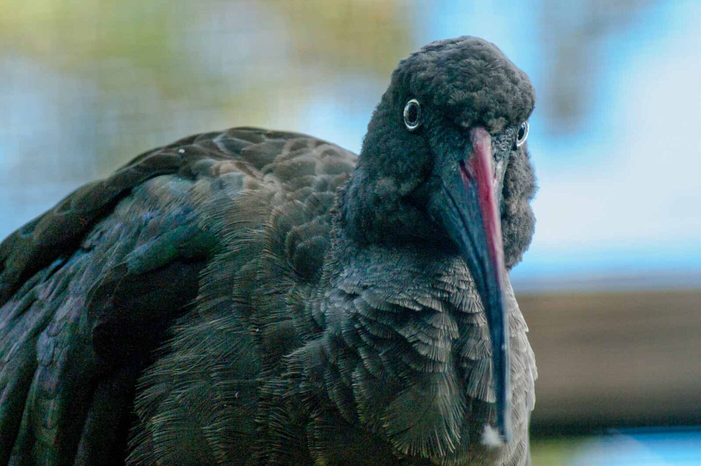 2016-10-05 - Zoo Duisburg