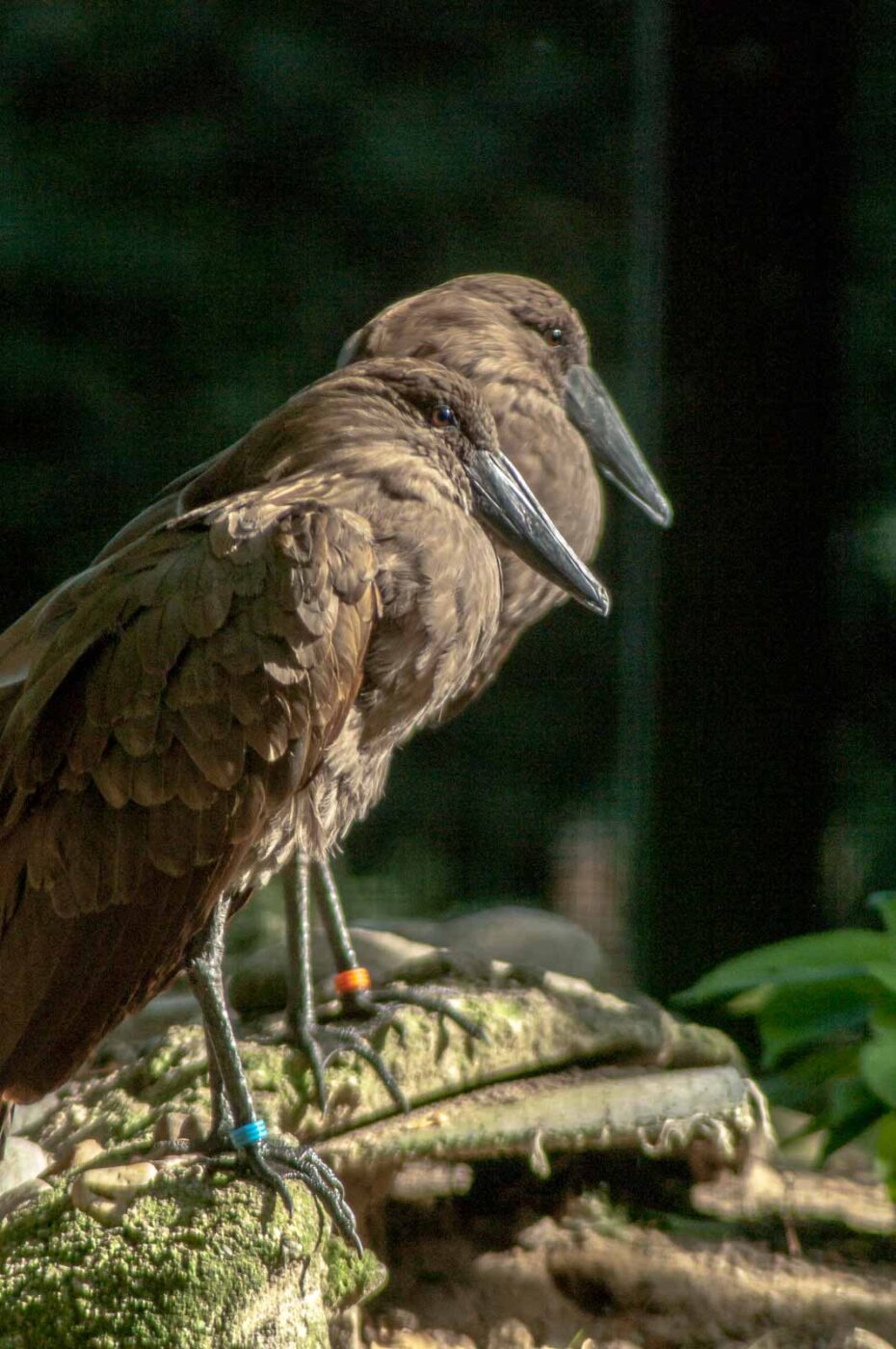 2016-10-05 - Zoo Duisburg