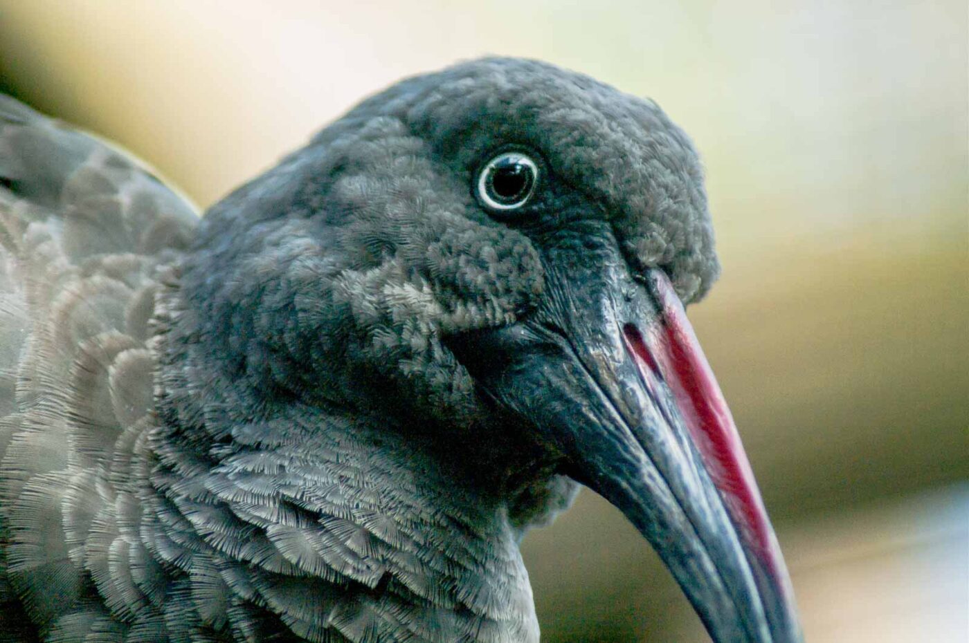 2016-10-05 - Zoo Duisburg