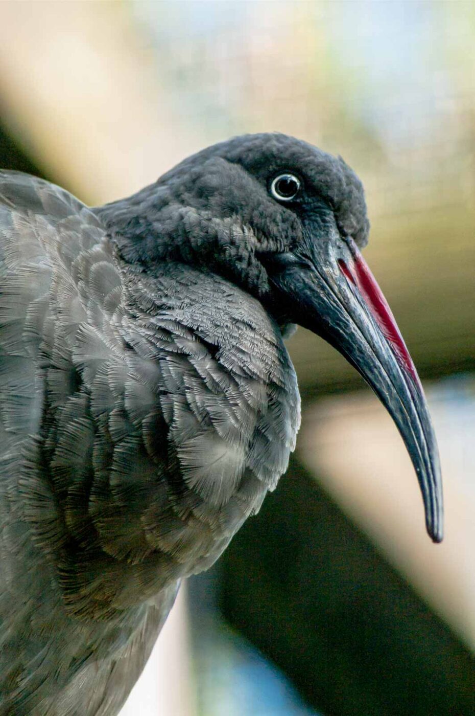 2016-10-05 - Zoo Duisburg