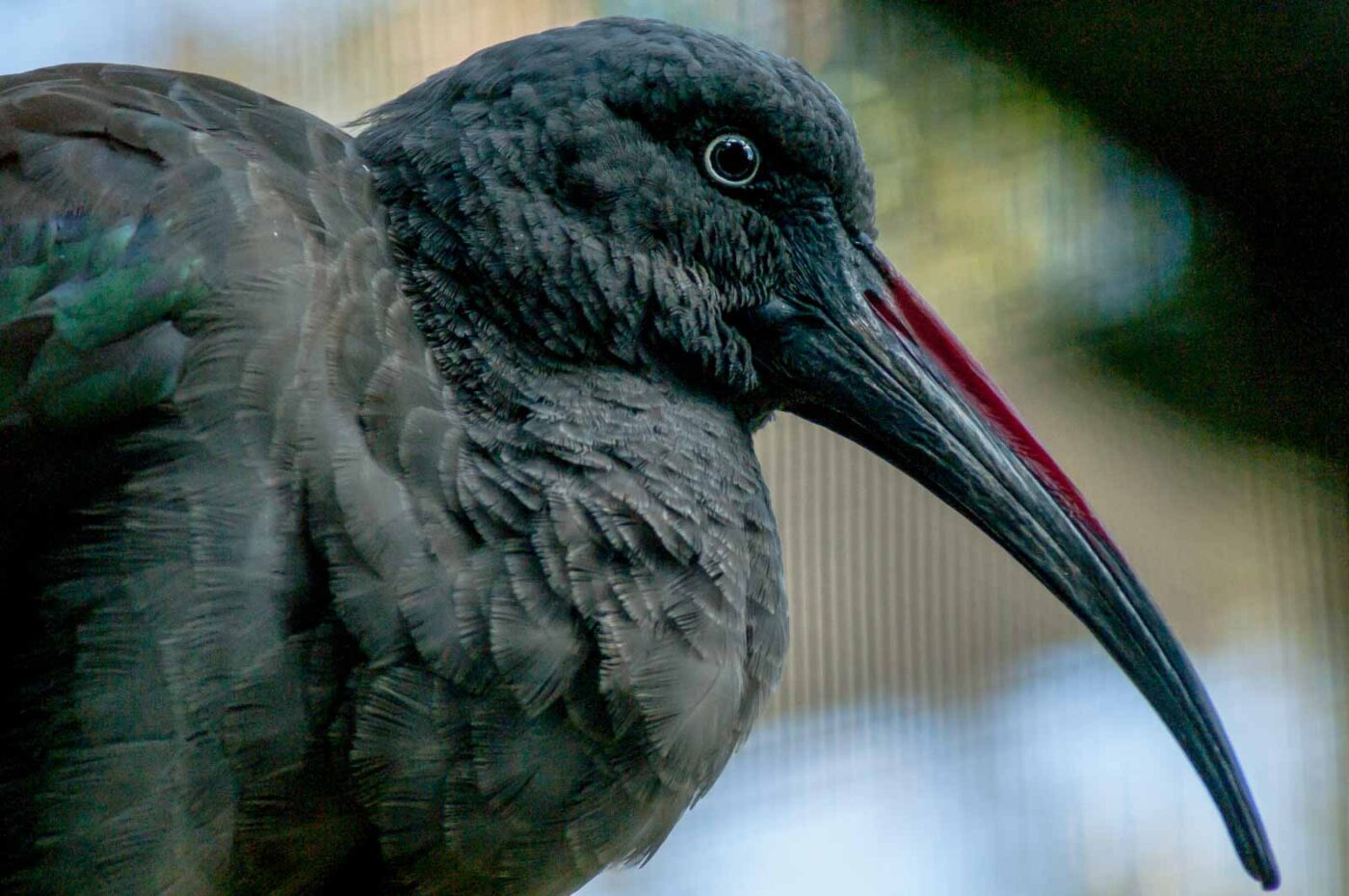 2016-10-05 - Zoo Duisburg