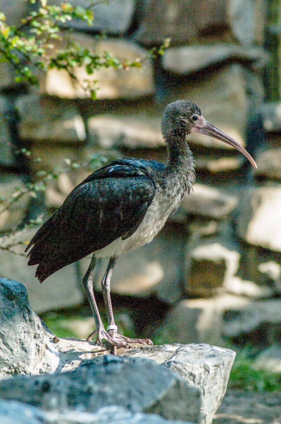 2016-10-05 - Zoo Duisburg