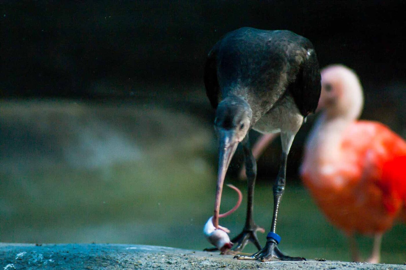 2016-10-05 - Zoo Duisburg
