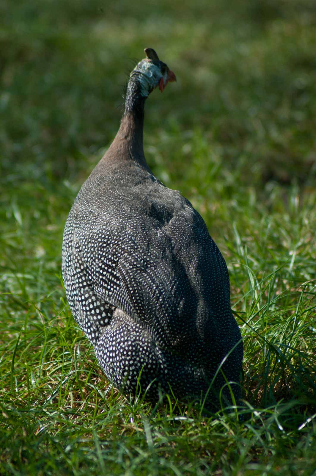 °helmperlhuhn°