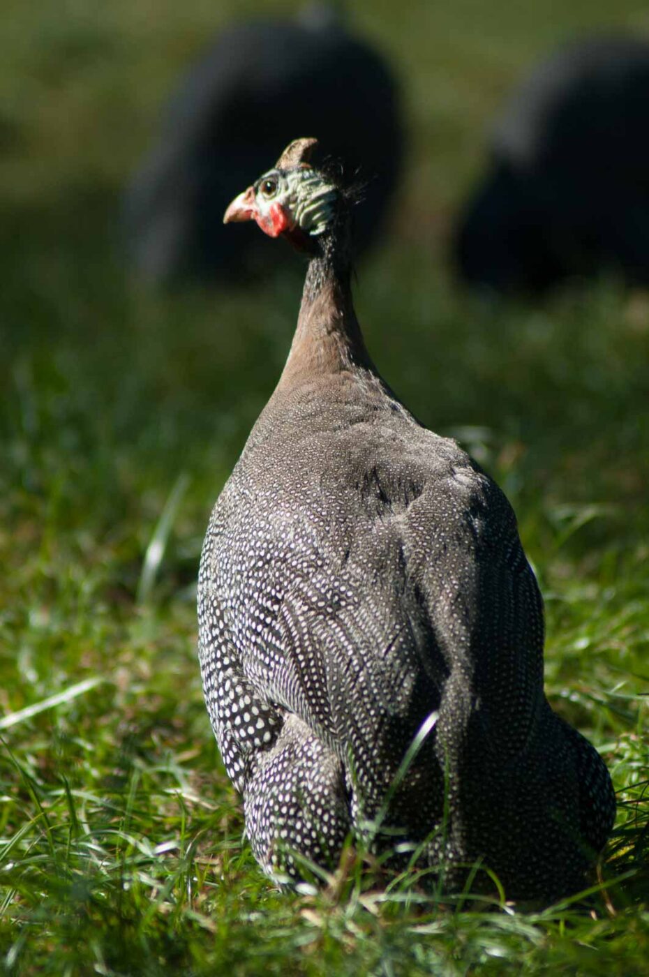 2016-10-05 - Zoo Duisburg