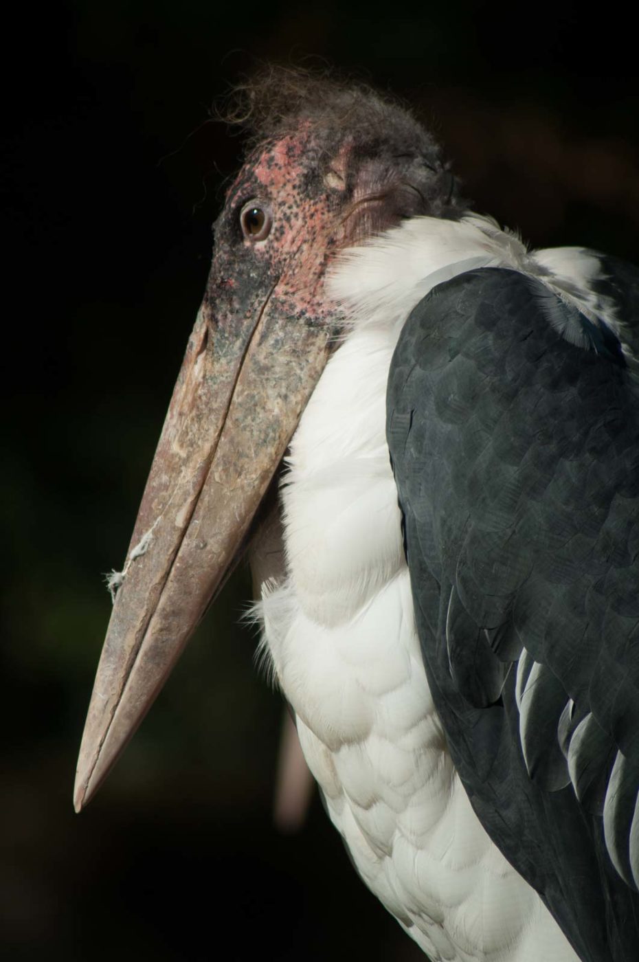 2016-10-05 - Zoo Duisburg