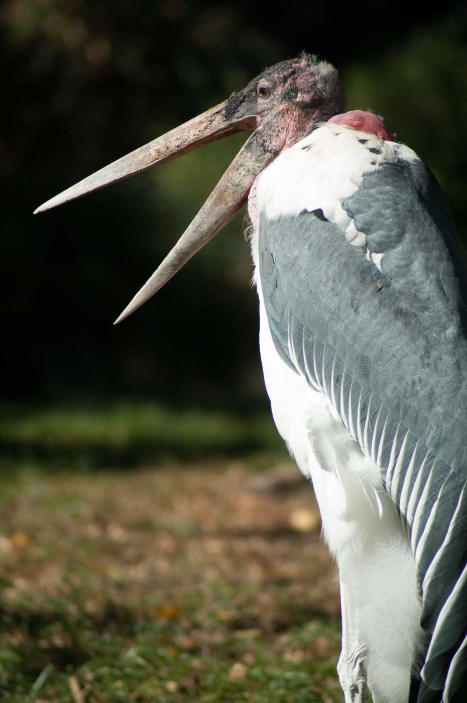 2016-10-05 - Zoo Duisburg
