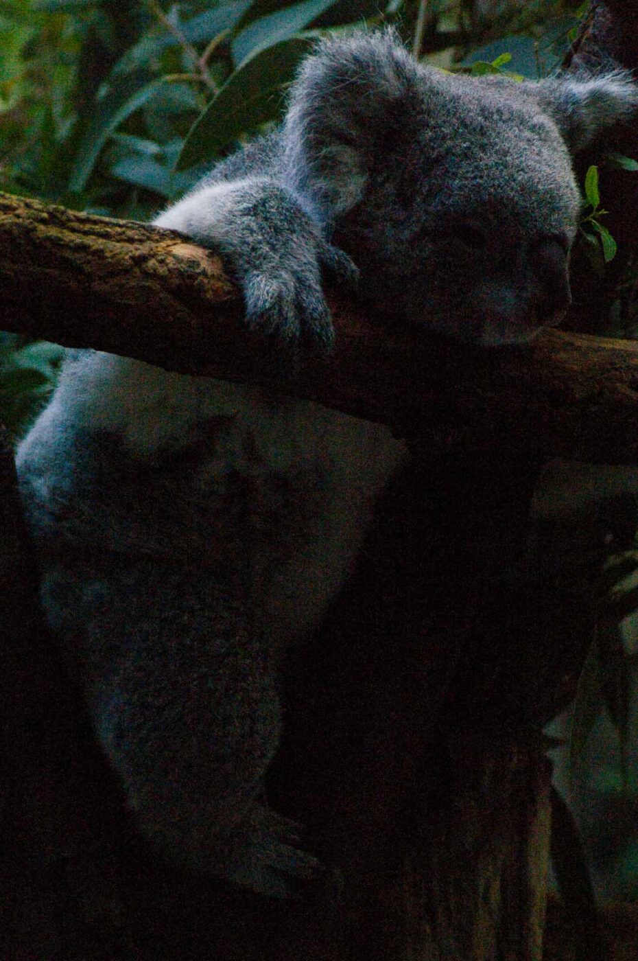 2016-10-05 - Zoo Duisburg