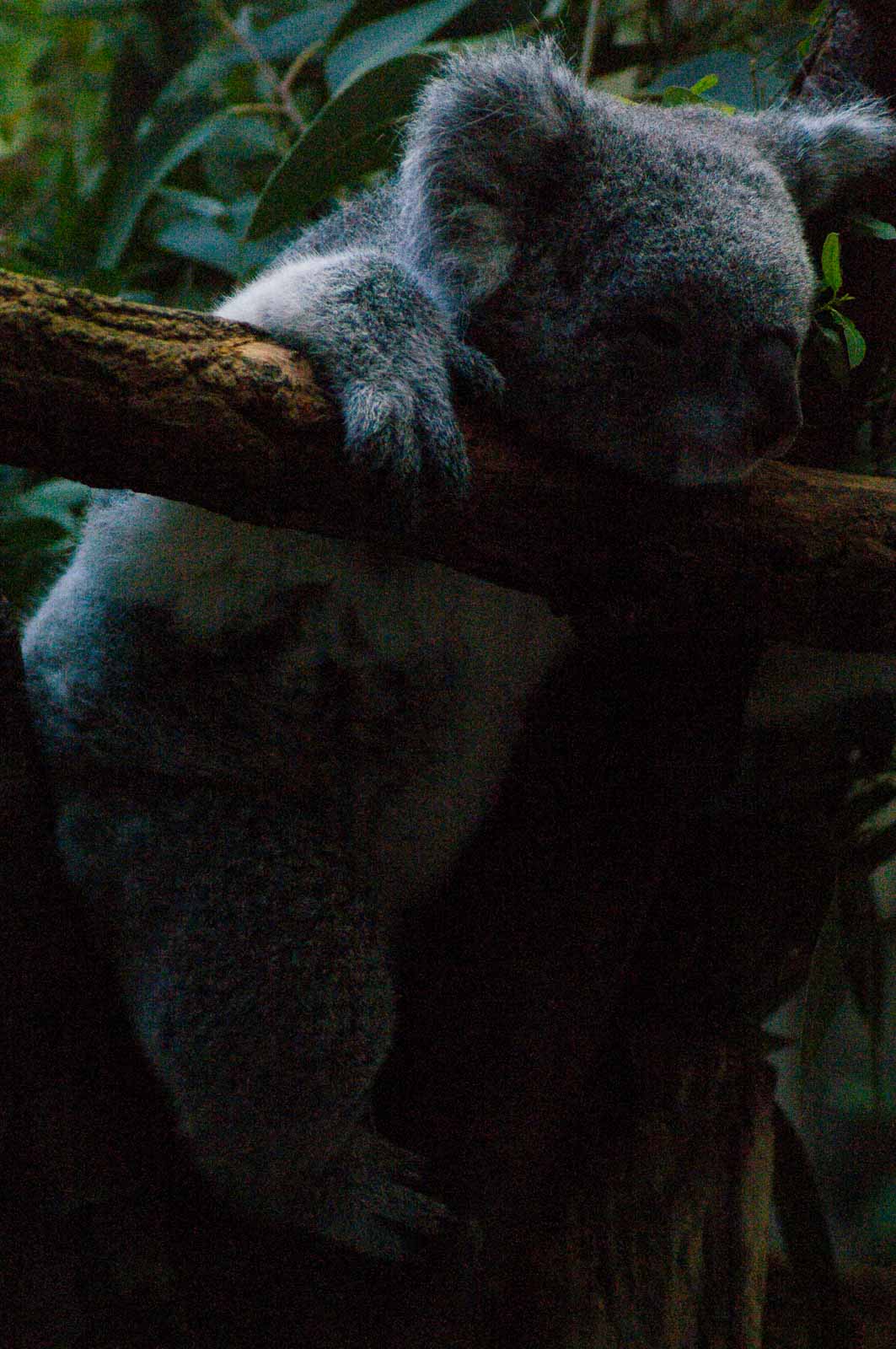 °koala°