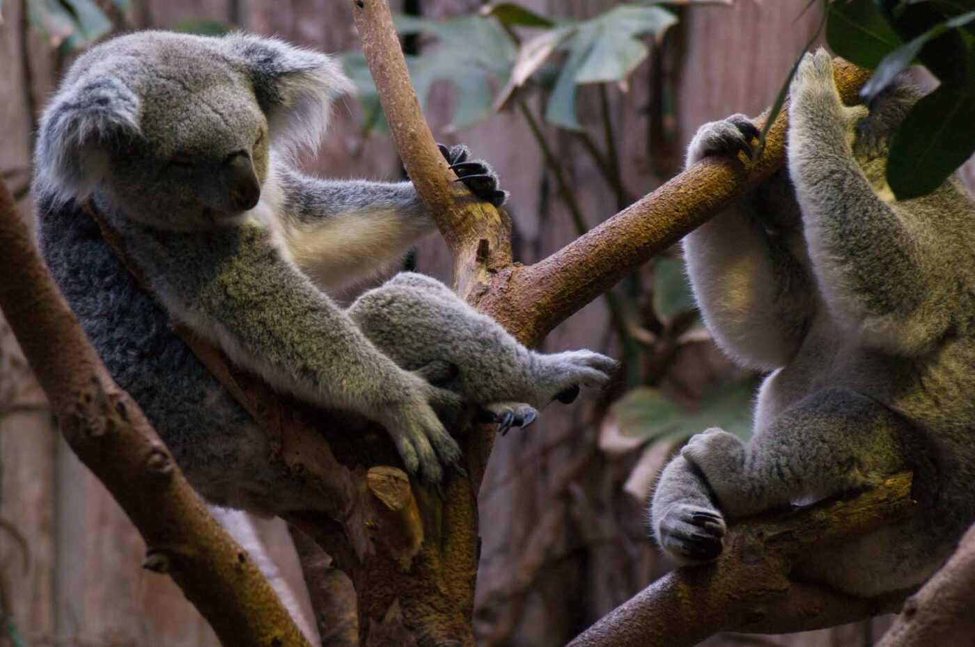 2016-10-05 - Zoo Duisburg