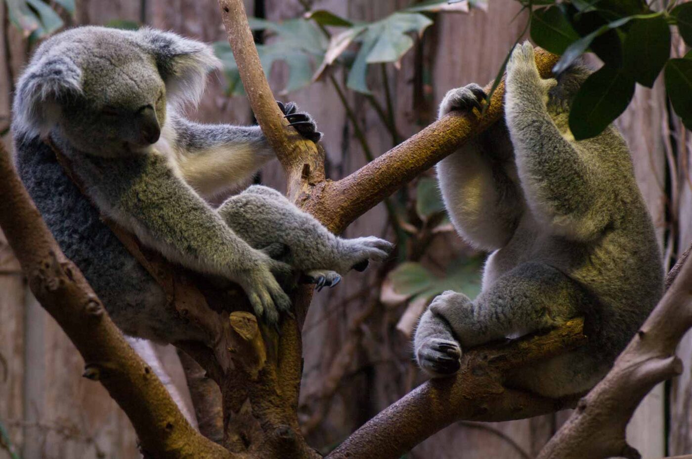 2016-10-05 - Zoo Duisburg