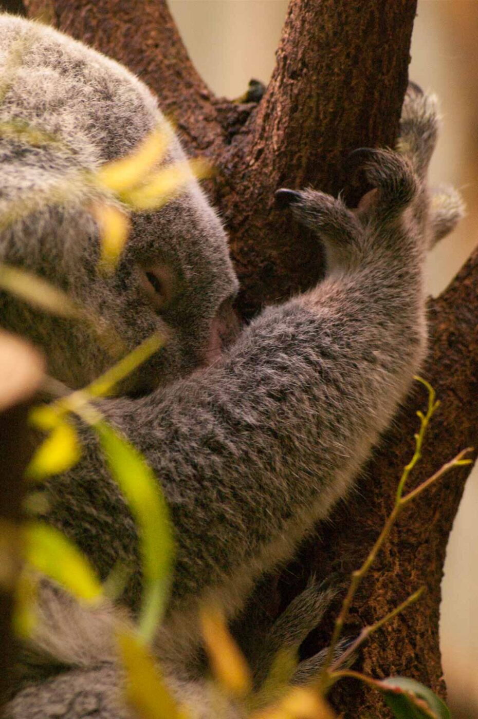 2016-10-05 - Zoo Duisburg