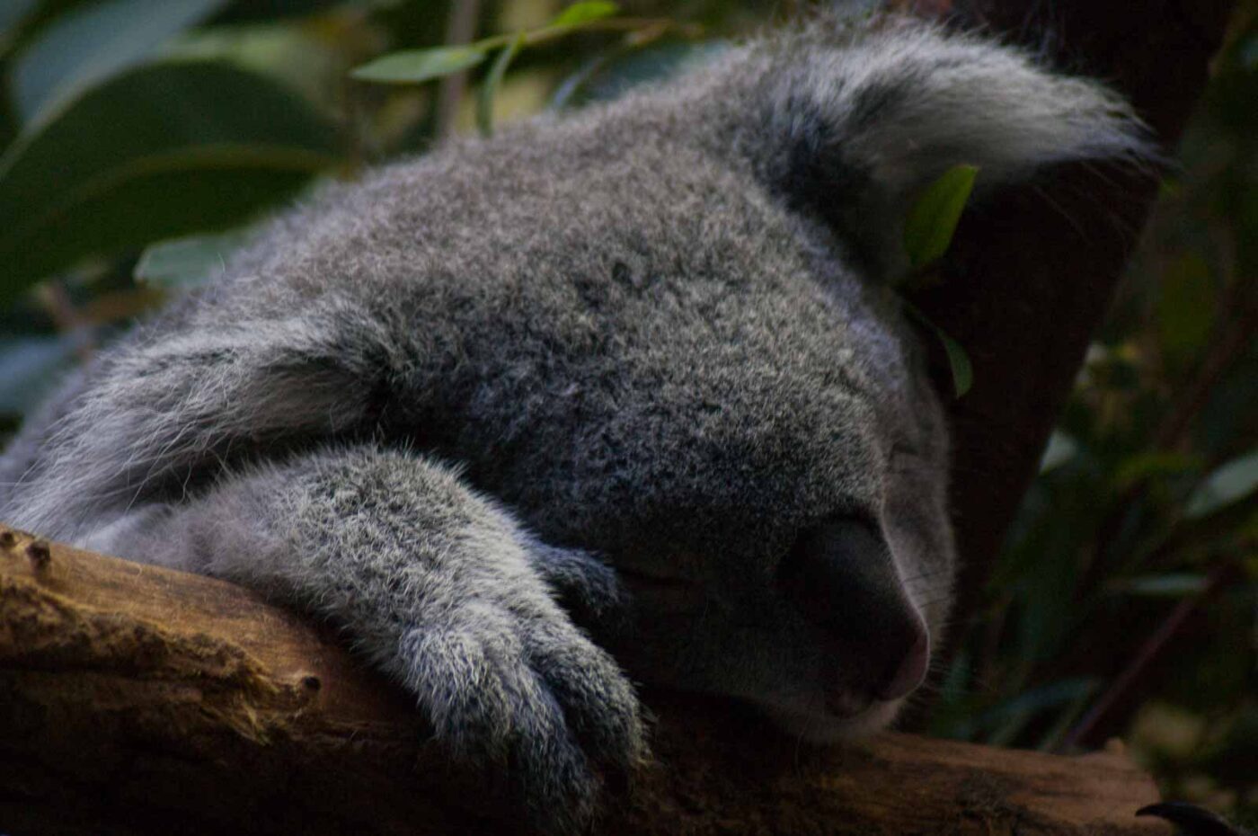 2016-10-05 - Zoo Duisburg
